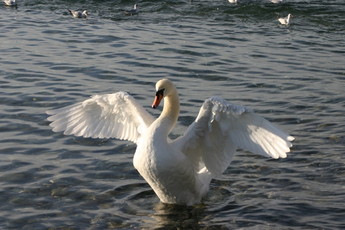 Mouettes - cygnes Vevey - 022